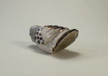 Load image into Gallery viewer, Old Style Raptor