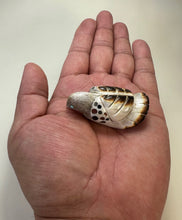 Load image into Gallery viewer, Old Style Raptor