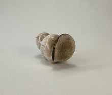 Load image into Gallery viewer, Oakley the Beaver