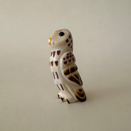 Observant Barred Owl