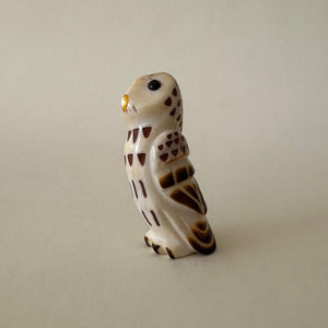 Observant Barred Owl
