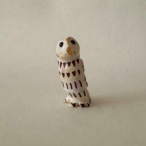 Observant Barred Owl