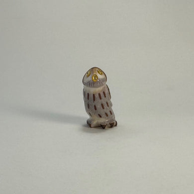 Northern Pygmy Owl #1