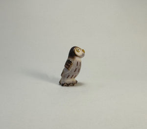 Northern Pygmy Owl #1