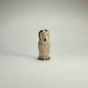 Surprised Short Eared Owl