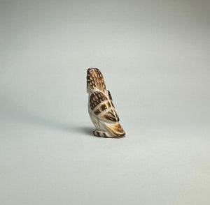 Surprised Short Eared Owl